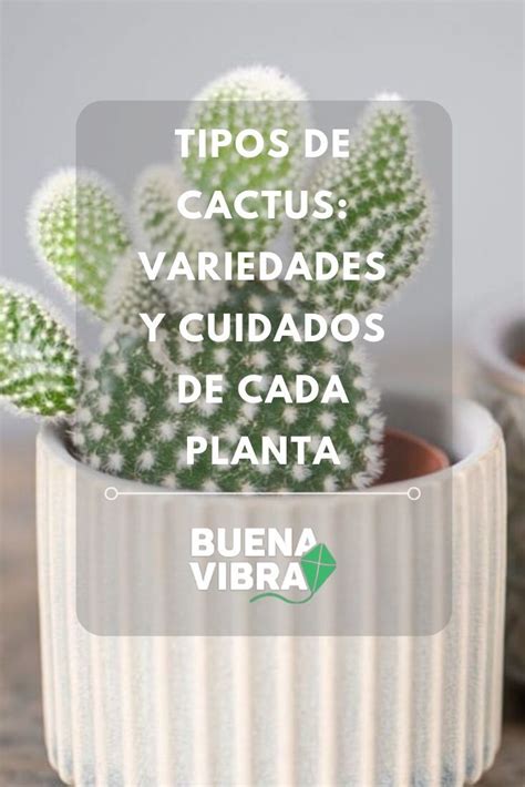 Tipos De Cactus Variedades Y Cuidados De Cada Planta Tipos De Cactus