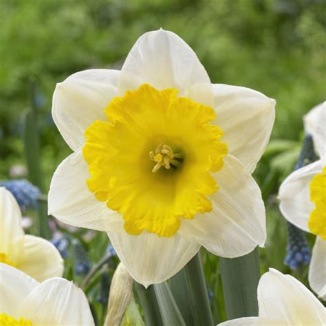 Narcis ´ice Follies´ Stromosk