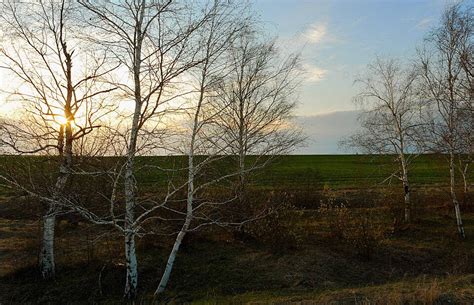 Birch Trees At Sunset Birch Tree Sunset Photo Background And Picture