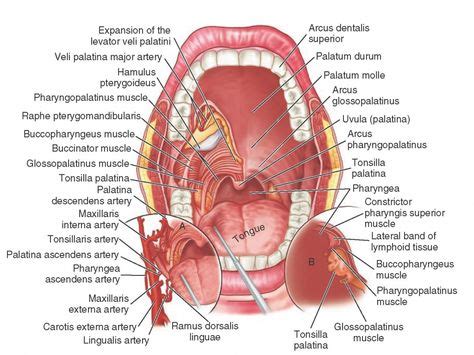 Inside Mouth Anatomy Diagram Of Inside Mouth Human Anatomy Diagram Odontología Salud dental y