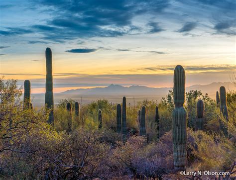Saguaro National Park Arizona Larry N Olson Photography