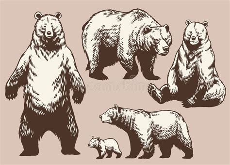 Set Of Hand Drawn Bear Collection In Vintage Style Stock Vector