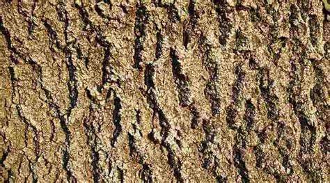 Ash Trees Types Bark And Leaves Identification Guide Pictures