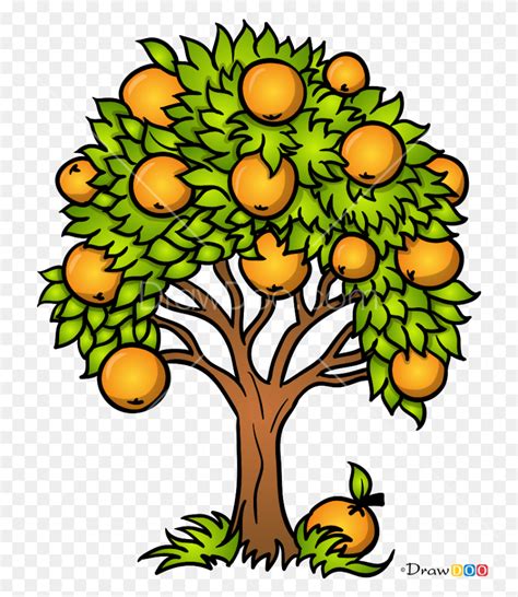 How To Draw An Orange Tree With How To Draw Orange Fruit Tree Drawing