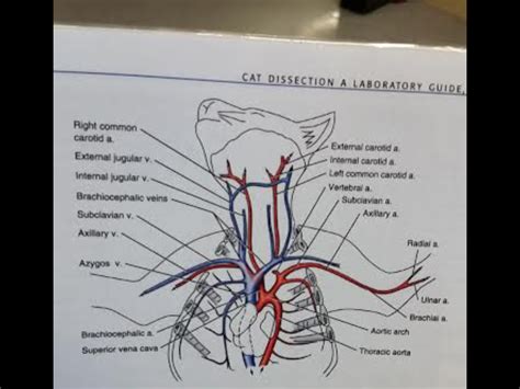 Labeled Cat Arteries Diagram Cat Dissection Lablabeledimages Images