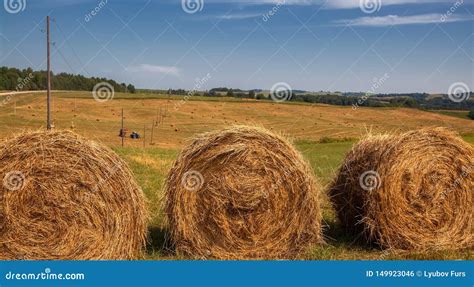 Hayfield Hay Harvesting Sunny Autumn Landscape Rolls Of Fresh Dry Hay