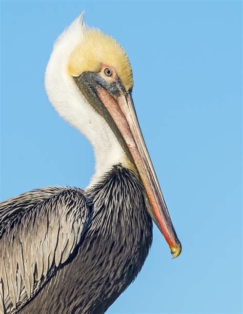 Louisiana Brown Pelican Portrait