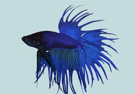 Betta Splendens Crowntail Blue By Pr Foto Betta Fish Betta Fish Pet