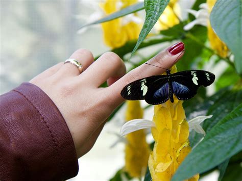 Black Longwing Butterfly On Person Finger · Free Stock Photo