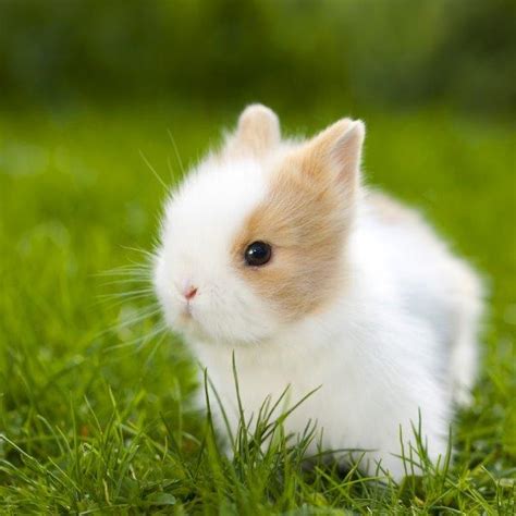 List 104 Wallpaper Pictures Of Baby Rabbits From Birth Full Hd 2k 4k