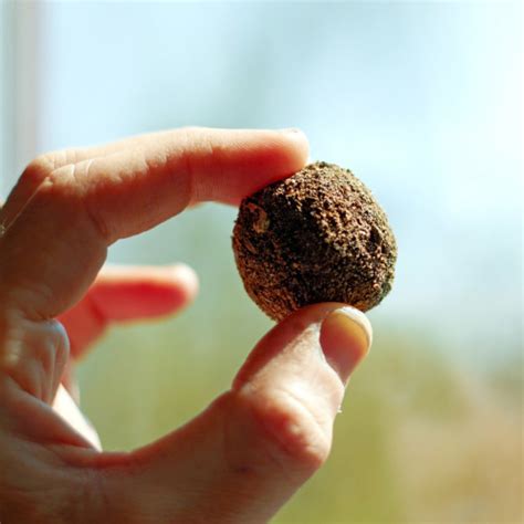 Once you have added soil and seeds to your piece of clay it is time to start rolling it into a ball. Make Your Own Seed Bombs - FineGardening