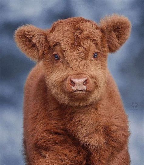 Highland Cattle Calf Cuteness Overload Raww