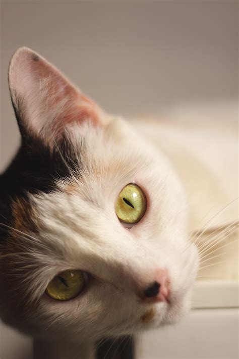 Free Stock Photo Of Bicolor Cat Cat Cat Eye