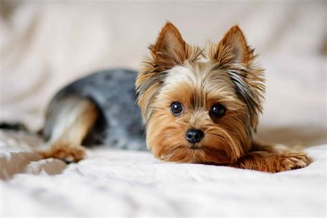Meet The 15 Cutest Yorkies In The World A Z Animals