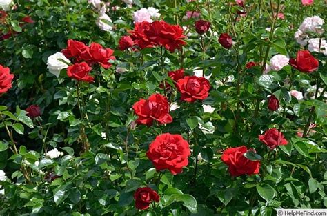Gallipoli Centenary Rose Rose