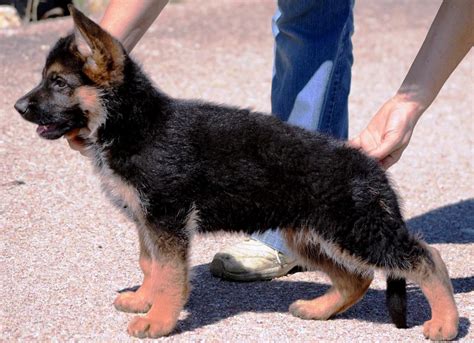 Как да изберем кученце от немска овчарка 32 снимки Правилният избор на