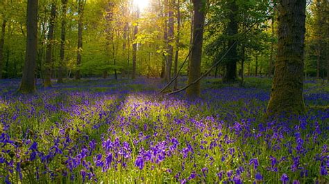 Hd Wallpaper Flowers Forests Wallpaper Flare