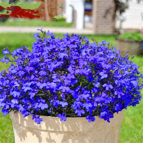 Blue Ground Cover Seed Blue Lobelia Flowering Ground Cover Heirloom
