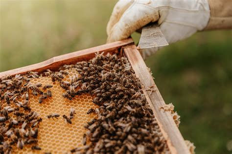 Handbook Integrated Hive Management For Colorado Beekeepers Colorado