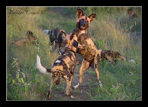 We Found This Pack Of Wild Dogs Consisting Of 26 Just After They Killed