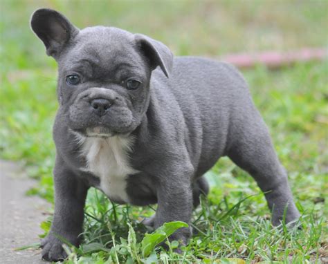 Peanut, blue fawn french bulldog puppy boy with blue eyes serious inquiries to frenchierepublic@gmail.com. My Blue Frenchies