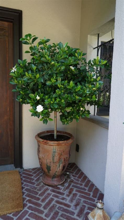 Potted Gardenia Tree Shannonaherndesign Potted Trees Patio Patio