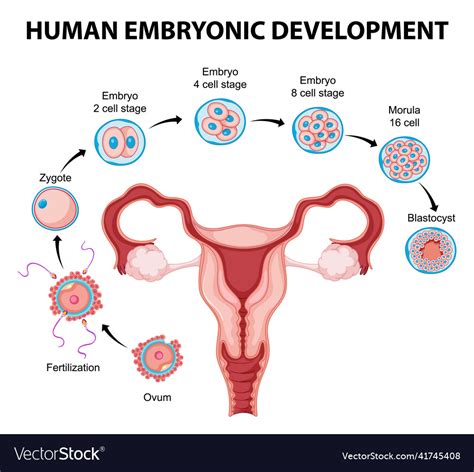 Human Embryonic Development In Infographic Vector Image