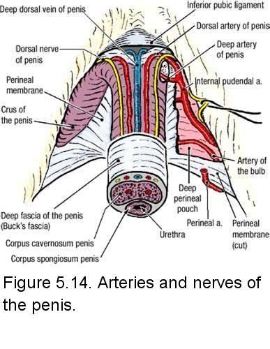 Nerves Of The Penis Sex Love Porn