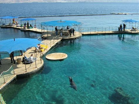 Eilat Tel Aviv Travel Dolphin Reef Top 10 Beaches New Zealand North