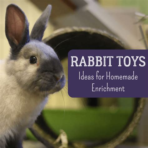 Bunny Diy How To Make Your Own Homemade Rabbit Toys Pethelpful
