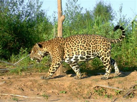 Life Spotting Jaguars