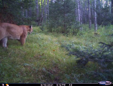Michigan Dnr Confirms Cougar Sighting In Upper Peninsula Its The 10th