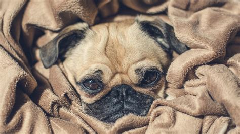 Cute Pug Wallpapers Wallpaper Cave