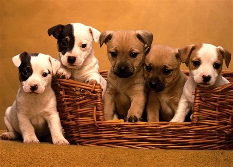 Puppies Puppy Wallpaper Puppy Pictures