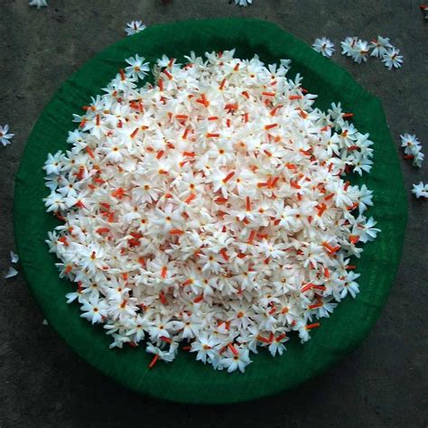 Buy Mogali Puvvu Gandharva Ganjam Kewda Flower Online