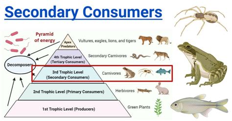 Secondary Consumers Types Food Chain Examples Roles