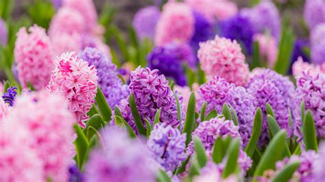 How To Plant Fall Bulbs For Spring Blooms