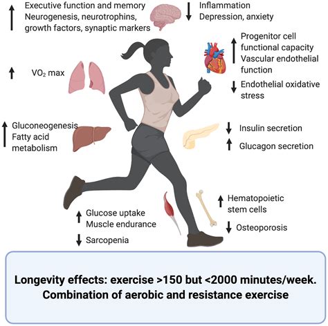 Aging Effects Of Exercise On Cellular And Tissue Aging Full Text
