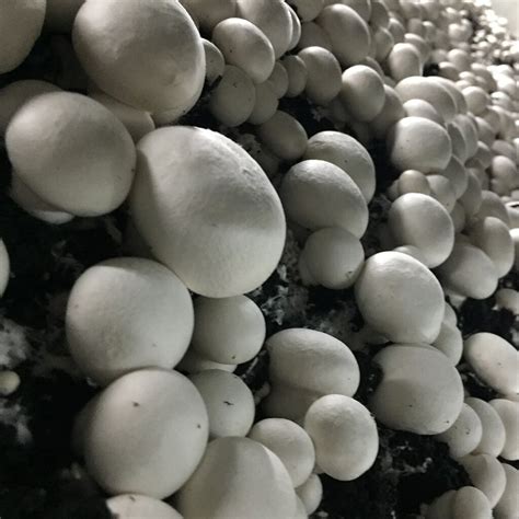 Maybe you would like to learn more about one of these? White button mushroom - Agaricus bisporus - grain spawn ...