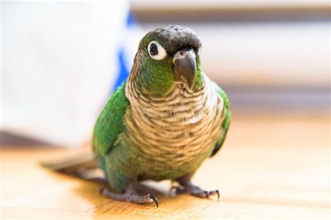 Green Cheek Conure Lifespan How Long Do They Live Find Out Here
