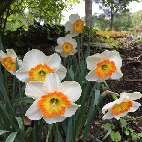 The Gardeners Delight Planting Daffodils For Perennial Spring Beauty