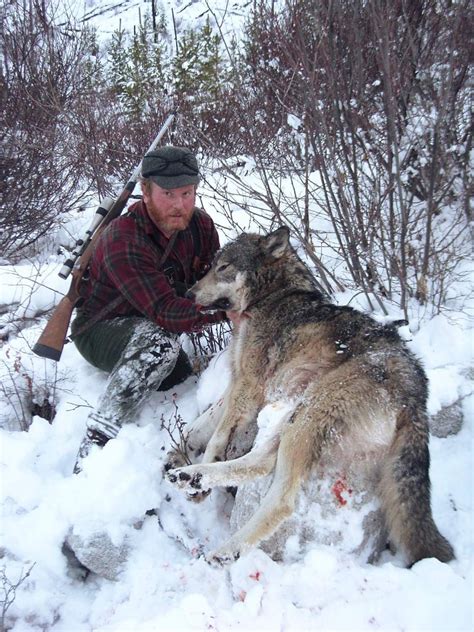 Последние твиты от hunt wolves (@huntwolves). Hunting the hunters: Wolf hunting in the West | TSLN.com