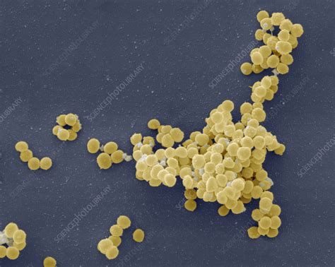 Staphylococcus Aureus Bacteria Sem Stock Image B2340151 Science