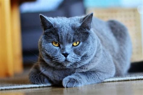 Chartreux Catcat Breed Profile The Pet Guide Home