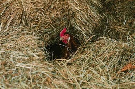 the best chicken coop bedding sand vs straw vs pine shavings — the featherbrain
