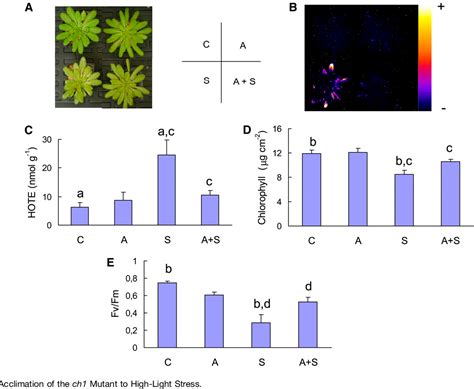 Figure From Light Induced Acclimation Of The Arabidopsis Chlorina
