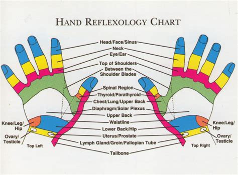 Human Anatomy Physiology Hand Reflex Zones Chart Reflexology Hand