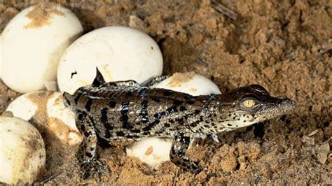The Process Laying Eggs Of Crocodiles You Have Never Seen Youtube