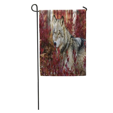 Sidonku Gray Wild Grey Wolf In Beautiful Red Foliage Woods Forest Dog