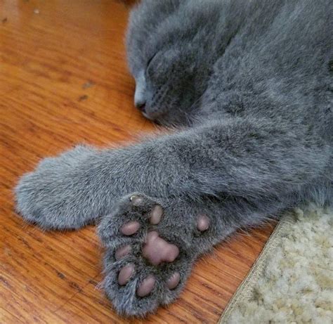 Polydactyl Cats With Extra Toe Beans To Worship Toe Beans Kittens